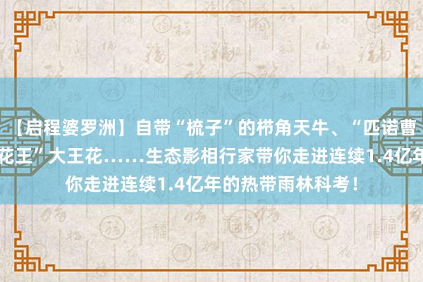 【启程婆罗洲】自带“梳子”的栉角天牛、“匹诺曹”长鼻猴、“世界花王”大王花……生态影相行家带你走进连续1.4亿年的热带雨林科考！